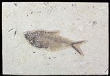 Diplomystus Fossil Fish - inch Layer #29552-1